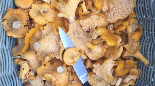 Eierschwammerl zoeken in Oostenrijk Eierschwammerl zoeken in Oostenrijk