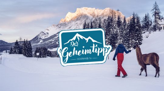 Der Geheimtipp: lama wandelen in Biberwier Der Geheimtipp: lama wandelen in Biberwier